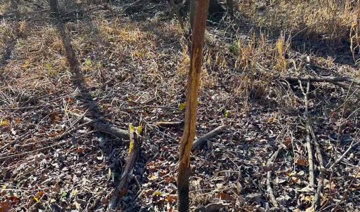 Photo #6 of Off Taylors Mill Road, Emporia, VA 107.0 acres