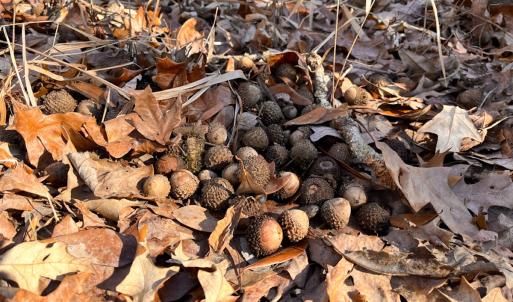 Photo #13 of Off Taylors Mill Road, Emporia, VA 107.0 acres