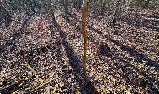 Photo #33 of Off Taylors Mill Road, Emporia, VA 107.0 acres