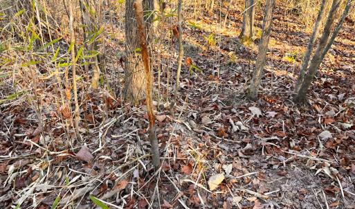 Photo #39 of Off Taylors Mill Road, Emporia, VA 107.0 acres