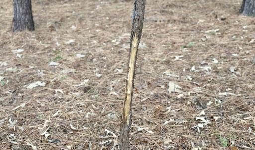 Photo #27 of Off of Dillards Hill Road, Union Hall, VA 37.7 acres