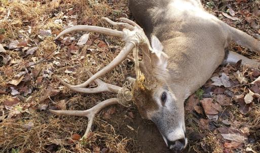 Photo #30 of Off of Dillards Hill Road, Union Hall, VA 37.7 acres