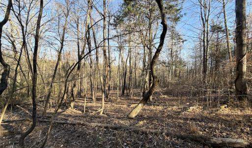 Photo #52 of Off of Dillards Hill Road, Union Hall, VA 37.7 acres