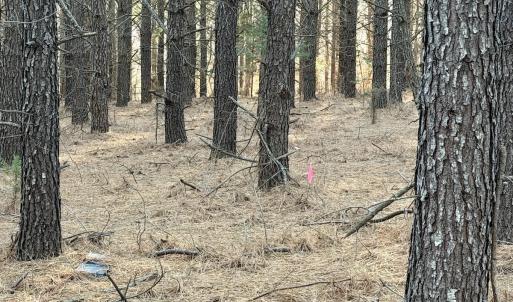 Photo #57 of Off of Dillards Hill Road, Union Hall, VA 37.7 acres