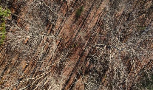 Photo #20 of Off Hwy 98, Spring Hope, NC 12.8 acres