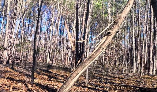 Photo #26 of Off Hwy 98, Spring Hope, NC 12.8 acres