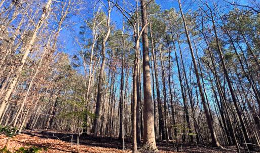 Photo #30 of Off Hwy 98, Spring Hope, NC 12.8 acres