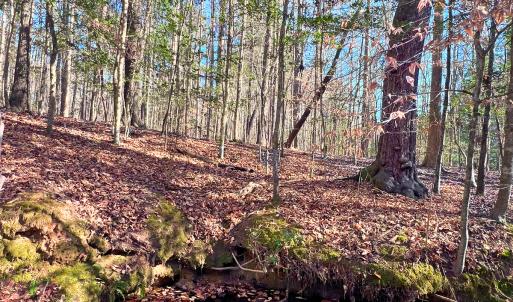 Photo #31 of Off Hwy 98, Spring Hope, NC 12.8 acres