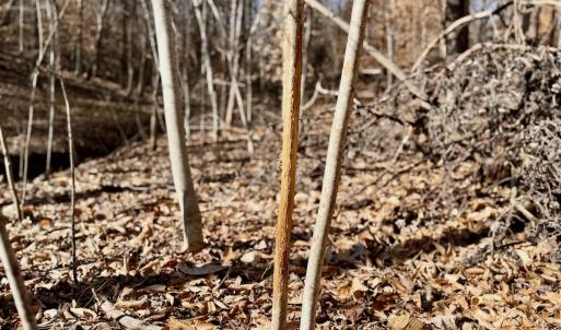 Photo #24 of off Salem Road, Schuyler, VA 4.8 acres