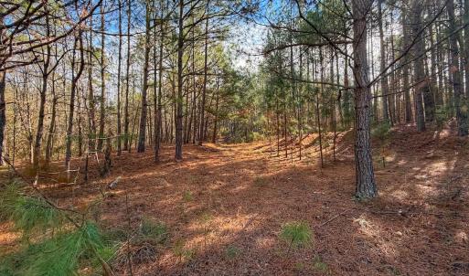 Photo #18 of 1474 Hillmon Grove Rd, Cameron, NC 59.1 acres