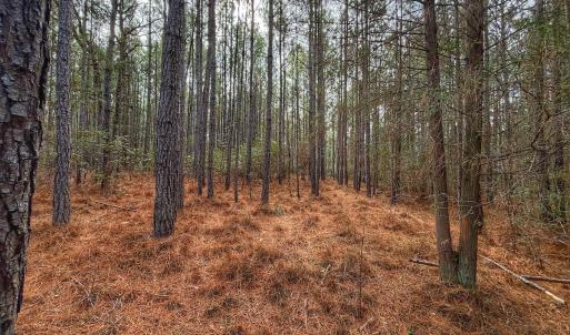 Photo #31 of 1474 Hillmon Grove Rd, Cameron, NC 59.1 acres