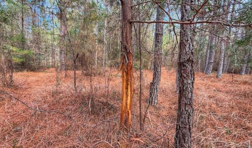 Photo #35 of 1474 Hillmon Grove Rd, Cameron, NC 59.1 acres