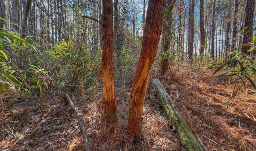 Photo #38 of 1474 Hillmon Grove Rd, Cameron, NC 59.1 acres