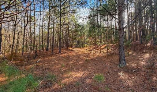 Photo #18 of 1474 Hillmon Grove Rd, Cameron, NC 59.1 acres
