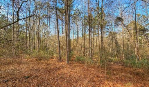 Photo #22 of 1474 Hillmon Grove Rd, Cameron, NC 59.1 acres
