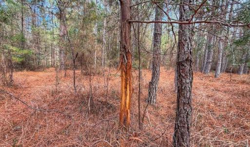 Photo #35 of 1474 Hillmon Grove Rd, Cameron, NC 59.1 acres