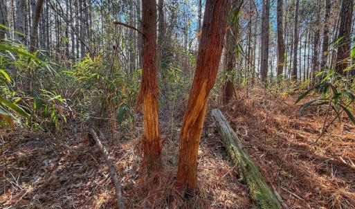 Photo #38 of 1474 Hillmon Grove Rd, Cameron, NC 59.1 acres