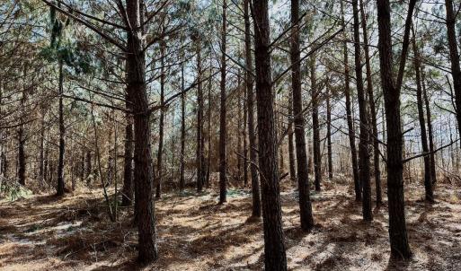 Photo #12 of 346 Menola St Johns Rd, Ahoskie, NC 35.4 acres