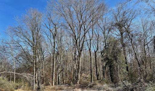 Photo #14 of 346 Menola St Johns Rd, Ahoskie, NC 35.4 acres