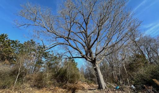 Photo #16 of 346 Menola St Johns Rd, Ahoskie, NC 35.4 acres
