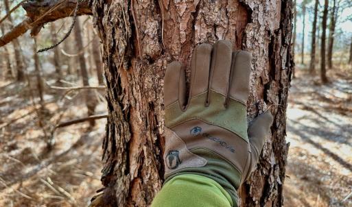 Photo #18 of 346 Menola St Johns Rd, Ahoskie, NC 35.4 acres