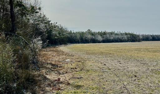 Photo #20 of 346 Menola St Johns Rd, Ahoskie, NC 35.4 acres