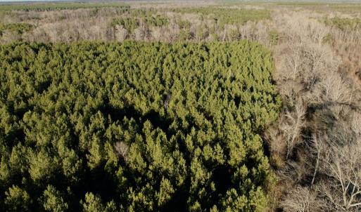 Photo #21 of 346 Menola St Johns Rd, Ahoskie, NC 35.4 acres