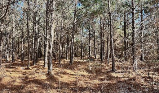 Photo #22 of 346 Menola St Johns Rd, Ahoskie, NC 35.4 acres