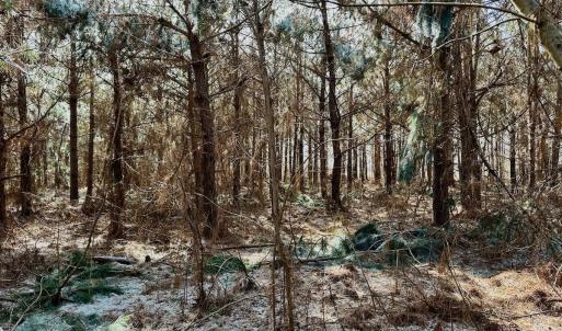 Photo #24 of 346 Menola St Johns Rd, Ahoskie, NC 35.4 acres