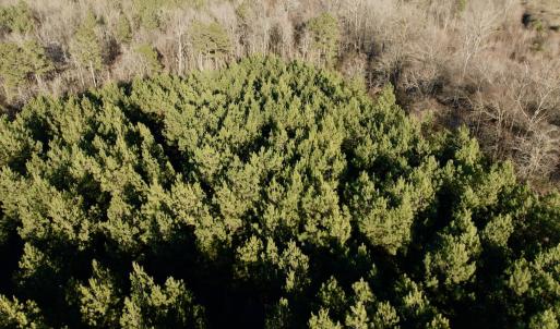 Photo #25 of 346 Menola St Johns Rd, Ahoskie, NC 35.4 acres