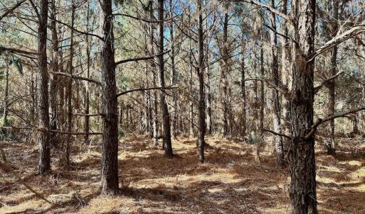 Photo #26 of 346 Menola St Johns Rd, Ahoskie, NC 35.4 acres