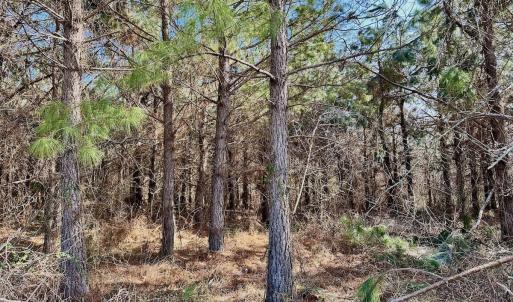 Photo #30 of 346 Menola St Johns Rd, Ahoskie, NC 35.4 acres