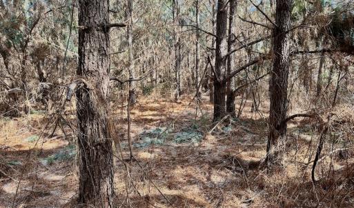 Photo #32 of 346 Menola St Johns Rd, Ahoskie, NC 35.4 acres