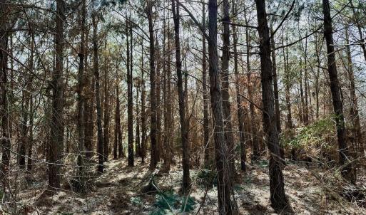 Photo #34 of 346 Menola St Johns Rd, Ahoskie, NC 35.4 acres
