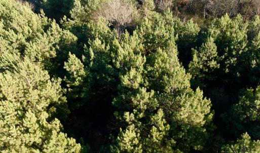 Photo #35 of 346 Menola St Johns Rd, Ahoskie, NC 35.4 acres