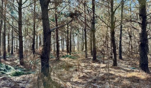 Photo #36 of 346 Menola St Johns Rd, Ahoskie, NC 35.4 acres