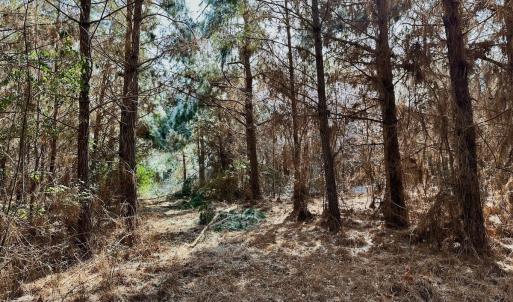 Photo #8 of 346 Menola St Johns Rd, Ahoskie, NC 35.4 acres