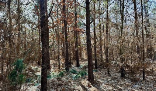 Photo #46 of 346 Menola St Johns Rd, Ahoskie, NC 35.4 acres