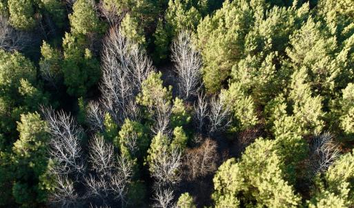 Photo #49 of 346 Menola St Johns Rd, Ahoskie, NC 35.4 acres