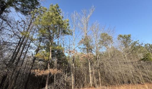 Photo #10 of Off Highway 308, Rich Square, NC 15.7 acres