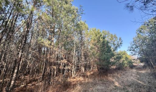 Photo #6 of Off Highway 308, Rich Square, NC 15.7 acres