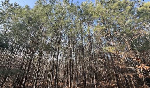 Photo #7 of Off Highway 308, Rich Square, NC 15.7 acres