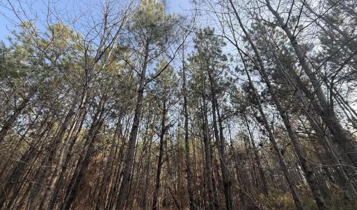 Photo #8 of Off Highway 308, Rich Square, NC 15.7 acres