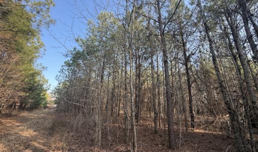 Photo #9 of Off Highway 308, Rich Square, NC 15.7 acres