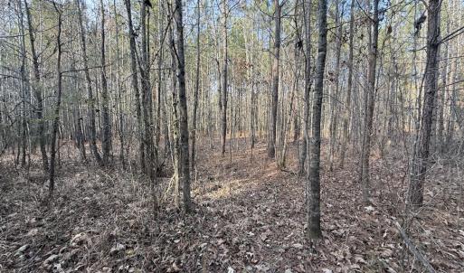 Photo #24 of Off Highway 308, Rich Square, NC 15.7 acres
