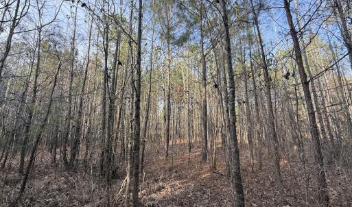 Photo #25 of Off Highway 308, Rich Square, NC 15.7 acres