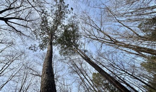 Photo #26 of Off Highway 308, Rich Square, NC 15.7 acres