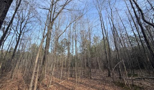 Photo #27 of Off Highway 308, Rich Square, NC 15.7 acres