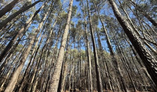 Photo #13 of 1012 S Halifax Rd, Rocky Mount, NC 20.0 acres