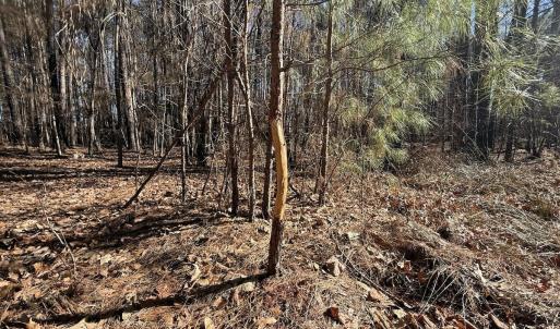 Photo #19 of 1012 S Halifax Rd, Rocky Mount, NC 20.0 acres